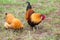 Pair of two Bantam chickens forage for food