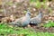 Pair of two beautiful Australian crested pigeons birds garden
