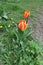 Pair of two bicolor red and yellow tulips