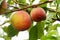 A pair of two ripe peaches ready for harvest