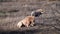 Pair of two White lion in Lions pride in African savannah