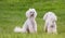 Pair of two white poodle dogs on green grass field