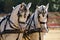 Pair of two white Spanish horses pulling a carriage