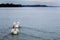 A pair of two young male swan at the confluence Danube River to Sava River