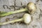 A Pair Of Unearthed Sweet White Onions