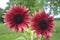 Pair of unique red burgundy chianti sunflowers