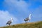Pair of Upland Geese on the crest of a grassy hill against a blue sky with white puffy clouds, Falkland Islands