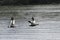 Pair of Upland Goose, Chloephaga picta, in flight