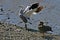 Pair of Upland Goose, Chloephaga picta, on the shore