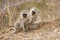 Pair of Vervet Monkeys