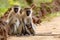 Pair of vervet monkeys with a nursing infant