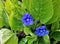 Pair of vibrant blue flowers with beautiful green leaves surrounding them in a thicket