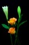 Pair of vibrant caribbean roses and oriental white lily buds against black background