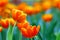 Pair of vibrant yellow tipped orange tulips