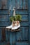 Pair of vintage white Ice Skates with Christmas decoration hanging on the blue rustic door
