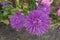 Pair of violet flowerheads of China aster from above