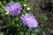 Pair of violet flowers of China aster