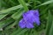 Pair of violet flowers of spiderwort