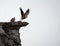 Pair of vultures on a rock as one of them takes flight