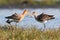 Pair of wading birds