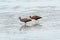 Pair Of Wading Migratory White-Faced Ibis