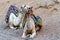 A pair of walking camels rest in the desert before a long tour