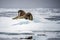 Pair of Walrus in the high Arctic Ocean resting on to sea ice