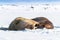 A pair of walruses, odobenus rosmarus, hauled out and resting on the sea ice and snow. Svalbard, Arctic Circle