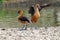 Pair of Wandering Whistling Ducks