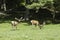 A pair of wapiti grazing on grass