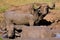 A Pair of Water Buffalo in the Mud