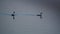 Pair of waterfowl with plume on the head swimming in the waters of the Ivars and Vilasana pond, Lerida, Spain.