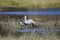 Pair of Wattled Cranes Walking in River