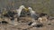 A pair of waved albatross tap beaks in a mating ritual in the galapagos islands