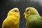 A pair of wavy parrots.