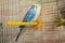 Pair of wavy parrots in a cage