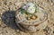 Pair of wedding rings on decorative wooden block