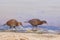 A pair of weka known also as Maori hen or woodhen, in the beach of Ulva Island of the Stewart Island, New Zealand.