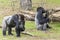 A pair Wester lowland gorillas Gorilla Gorilla gorilla looking for some scraps of food on the ground