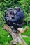 Pair of Western Chimpanzees at Chester Zoo UK