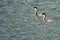 Pair of Western Grebes Swimming in the Blue Water