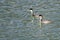 Pair of Western Grebes Swimming in the Blue Water