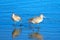 Pair of Whimbrel shorebirds reflecting in Ventura estuary preserve in California USA