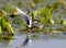 A pair of whiskered terns builds a nest