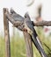 Pair of White-backed Mousebirds, Colius colius, perched on an old wooden fence, Western Cape, South Africa