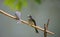 Pair of White-bellied drongo birds perch on a stick, one bird loud chirping at the other