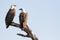 A pair of white-bellied sea eagles, Corroborree Billabong, Northern Territory, Australia