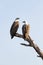 A pair of white-bellied sea eagles, Corroborree Billabong, Northern Territory, Australia