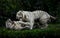 A pair of white Bengal tigers
