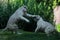 A pair of white Bengal tigers get ready to mate.